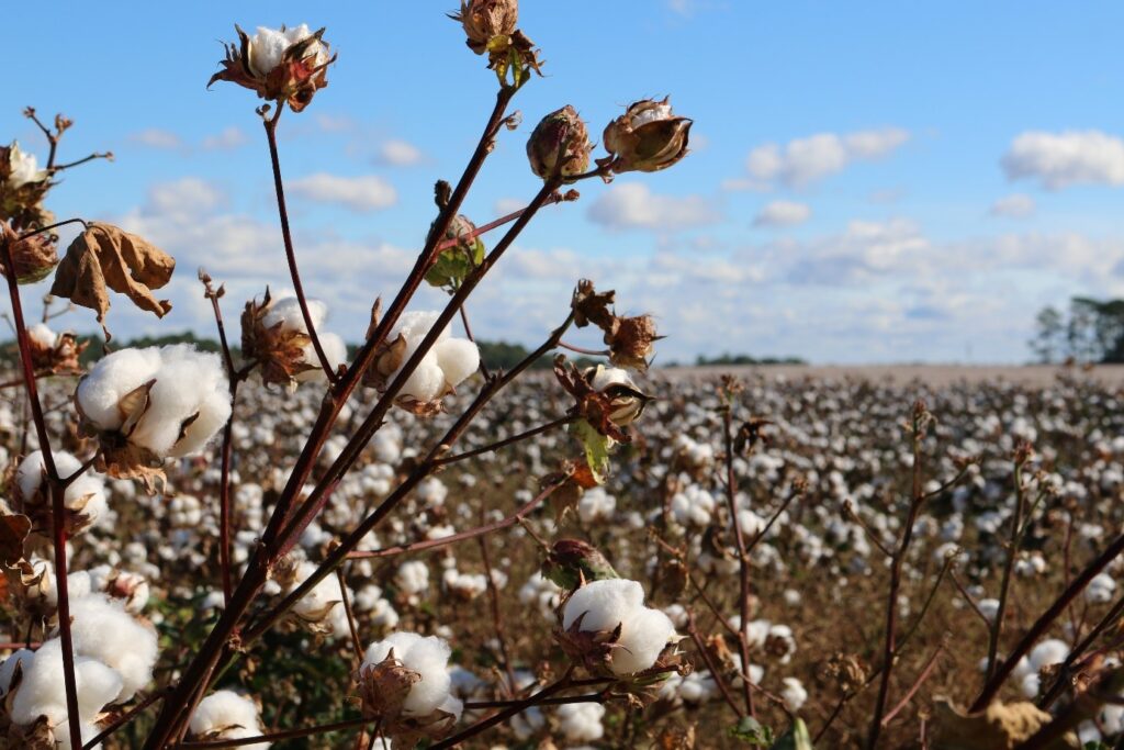 En rad källor kan användas för att beskriva de svåra affärsförhållanden som den globala textilindustrin och bomullsmarknaden står inför. Den ena är International Textile Manufacturers Federation (ITMF) undersökning av företag. De senaste resultaten baserat på enkäten distribuerad i mitten av januari 2023 beskriver den bredaste skillnaden mellan respondenter, vilket tyder på att affärsförhållandena var dåliga i förhållande till de som sa att förhållandena var goda.