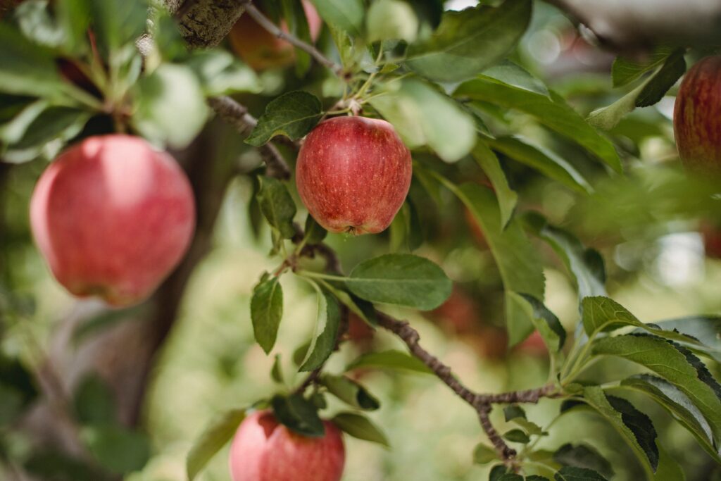 Efter ett rally på 37 procent hittills i år har Apples börsvärde på 2,7 miljarder USD överträffat börsvärdet för hela Russell 2000-indexet - det är två tusen amerikanska småbolag tillsammans. Den amerikanska teknikjätten Apple är större än hela Russell 2000.