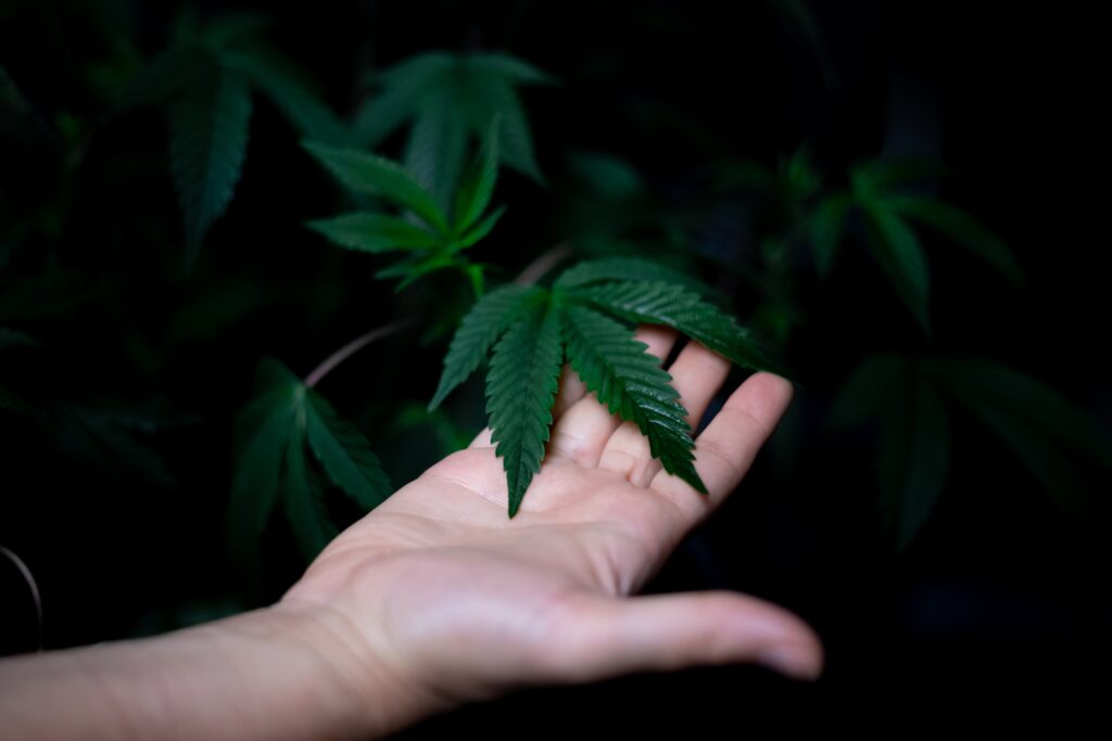 Tillsynsmyndigheter i New York accepterar nu officiellt ansökningar för marijuanaföretag som är intresserade av att organisera cannabisodlarmarknader, så kallade marknader för marijuanabönder, i delstaten.