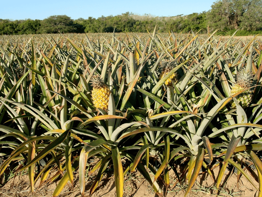 Även om ananas ursprungligen kom från Sydamerika, är Thailand nu en av de största producenterna och exportörerna av ananas i världen. Landet har faktiskt varit en stor ananasexportör sedan 1600-talet, när bönder kämpade med överutbud av färsk ananas. Införandet av konservering förändrade exportprofilen, vilket gjorde att fruktens livslängd kunde förlängas genom konservering. Idag står Thailand för 50 procent av världens konserverade ananasproduktion, följt av Indonesien och Filippinerna.mIdag exporteras 90 procent av ananasskörden, främst till USA och EU. Resten säljs lokalt.