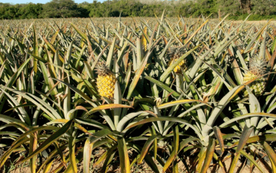 Även om ananas ursprungligen kom från Sydamerika, är Thailand nu en av de största producenterna och exportörerna av ananas i världen. Landet har faktiskt varit en stor ananasexportör sedan 1600-talet, när bönder kämpade med överutbud av färsk ananas. Införandet av konservering förändrade exportprofilen, vilket gjorde att fruktens livslängd kunde förlängas genom konservering. Idag står Thailand för 50 procent av världens konserverade ananasproduktion, följt av Indonesien och Filippinerna.mIdag exporteras 90 procent av ananasskörden, främst till USA och EU. Resten säljs lokalt.