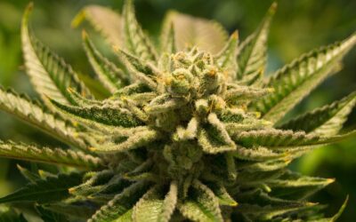Senatens bankkommitté har godkänt en bipartisan marijuanabankräkning med ändringar och skickat den vidare. På onsdagen röstade medlemmarna för att anta Secure and Fair Enforcement Regulation (SAFER) Banking Act, sponsrad av Sens. Jeff Merkley (D-OR) och Steve Daines (R-MT), med 14-9 röster. Detta kommer en vecka efter att det lämnades in med revisioner som var tänkta att stärka dess bipartisanköp.