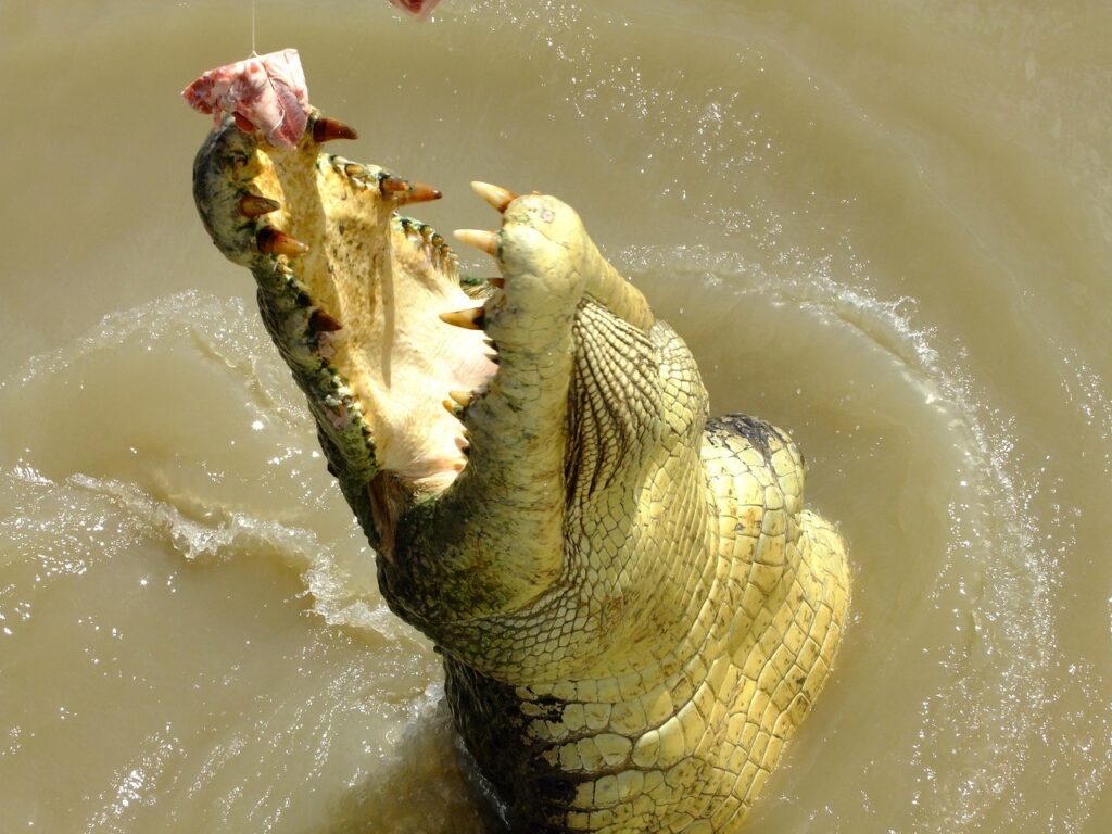 Den legendariske handlaren Bill Williams, en tidig pionjär inom marknadspsykologi, utvecklade den trendföljande Alligator Indicator, också känd som Crocodile Jaw Charts vilken följer premissen att finansmarknader och enskilda värdepapper trendar bara 15 % till 30 % av tiden medan man slipar i sidled sträcker sig från de övriga 70 % till 85 % av tiden. Williams trodde att individer och institutioner tenderar att samla in det mesta Williams trodde att individer och institutioner tenderar att samla in det mesta av sina vinster under starkt trendande perioder.