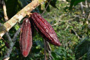 Nvidia kan få de flesta rubrikerna, men den hetaste handeln 2024 håller på att bli en råvara: Kakaopriserna stiger till nytt rekord, närmar sig 9 000 dollar per ton.