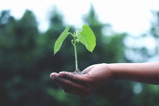 small plant growing