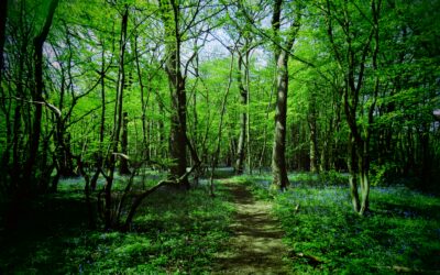 Warren Buffet, även känd som Oracle of Omaha, är en legendarisk investerare som diskar ut visdom för investeringsframgång på Wall Street. Warren Buffets årliga brev till aktieägarna i Berkshire Hathaway har blivit ett årligt brev till världen. En enkel sökning på nätet efter "Warren Buffets investeringsrådgivning kommer att ge massor av resultat som ger olika typer av råd för nya, mellanliggande och erfarna investerare.